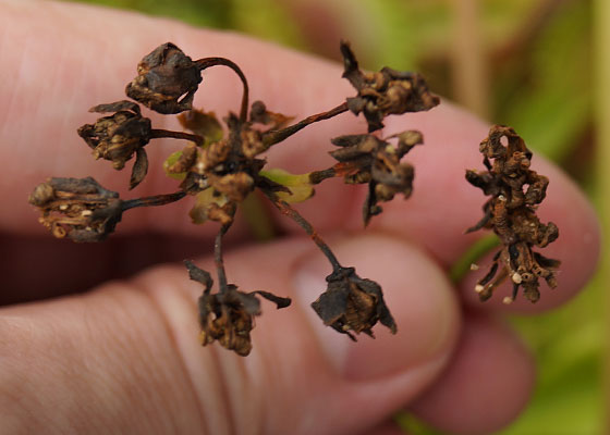 「食虫植物（ハエトリソウ）」テキトー栽培記