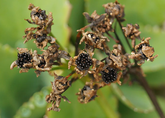 「食虫植物（ハエトリソウ・モウセンゴケ・ウツボカズラ・サラセニア・ムシトリスミレ・ミミカキグサ）」テキトー栽培記