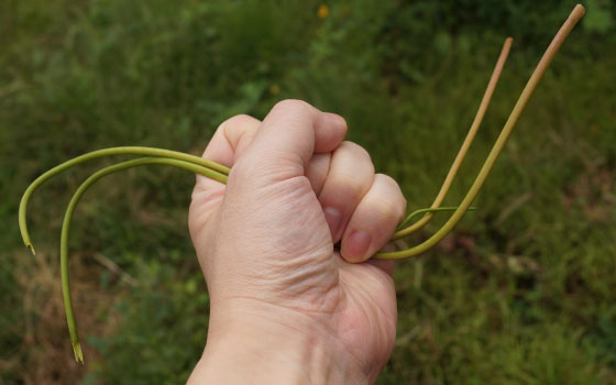 「食虫植物（ハエトリソウ）」テキトー栽培記