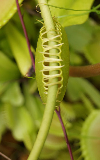 「食虫植物（ハエトリソウ）」テキトー栽培記