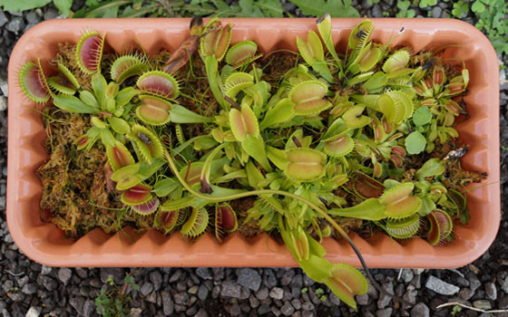 「食虫植物（ハエトリソウ）」テキトー栽培記