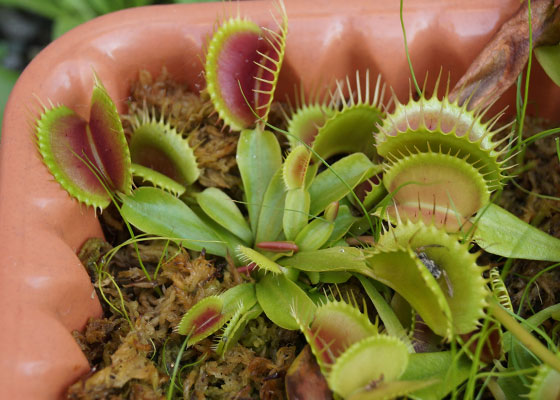 「食虫植物（ハエトリソウ）」テキトー栽培記