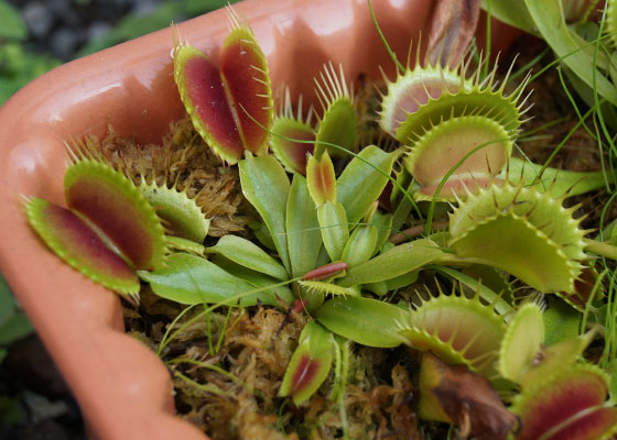 「食虫植物（ハエトリソウ）」テキトー栽培記