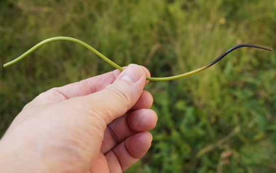 「食虫植物（ハエトリソウ）」テキトー栽培記