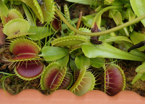 「食虫植物（ハエトリソウ）」テキトー栽培記