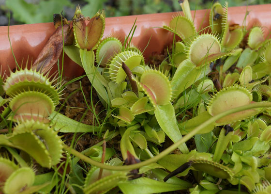 「食虫植物（ハエトリソウ）」テキトー栽培記