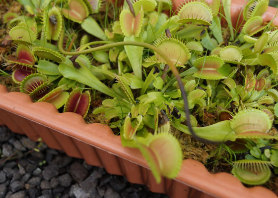 「食虫植物（ハエトリソウ・モウセンゴケ・ウツボカズラ・サラセニア・ムシトリスミレ・ミミカキグサ）」テキトー栽培記