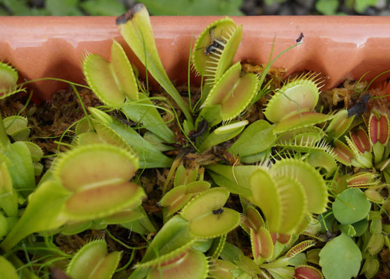 「食虫植物（ハエトリソウ）」テキトー栽培記