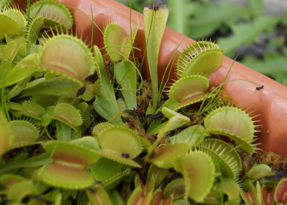 「食虫植物（ハエトリソウ）」テキトー栽培記