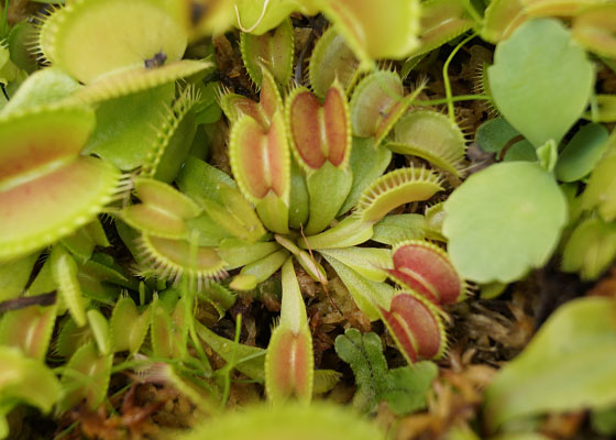 「食虫植物（ハエトリソウ）」テキトー栽培記