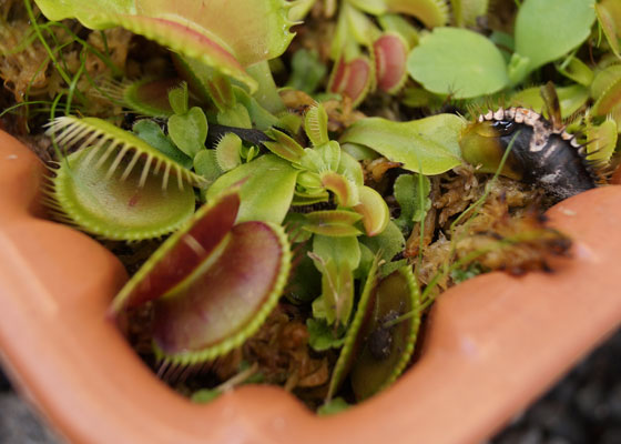 「食虫植物（ハエトリソウ・モウセンゴケ・ウツボカズラ・サラセニア・ムシトリスミレ・ミミカキグサ）」テキトー栽培記