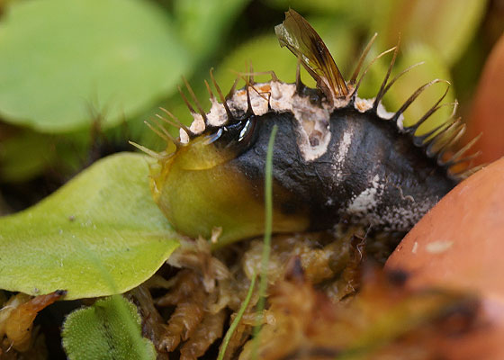 「食虫植物（ハエトリソウ）」テキトー栽培記