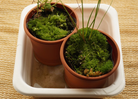 「食虫植物（ハエトリソウ）」テキトー栽培記