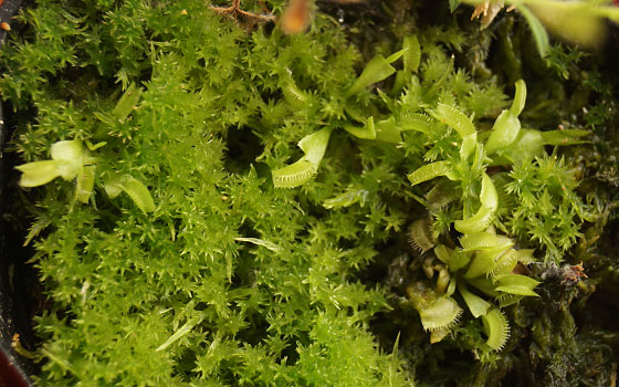 「食虫植物（ハエトリソウ）」テキトー栽培記