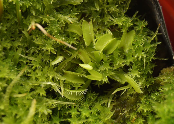 「食虫植物（ハエトリソウ）」テキトー栽培記