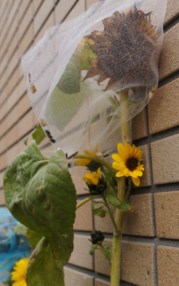 「ヒマワリ(向日葵)」テキトー栽培記
