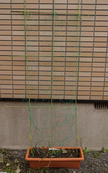 「ヘチマ（糸瓜）」テキトー栽培記