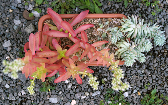 「多肉植物（火祭り・樹氷・紅葉祭り・秋麗・その他）」テキトー栽培記