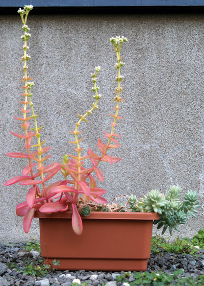 「多肉植物（火祭り・樹氷・紅葉祭り・秋麗・その他）」テキトー栽培記