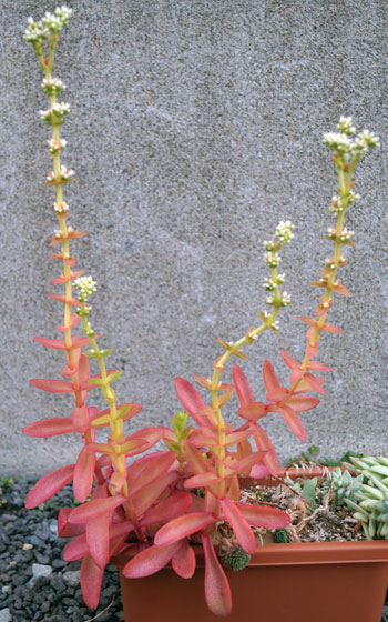 「多肉植物（火祭り・樹氷・紅葉祭り・秋麗・その他）」テキトー栽培記