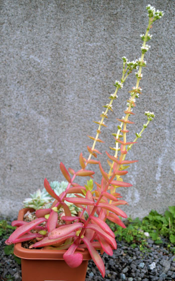 「多肉植物（火祭り・樹氷・紅葉祭り・秋麗・その他）」テキトー栽培記