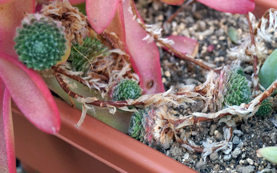 「多肉植物（火祭り・樹氷・紅葉祭り・秋麗・その他）」テキトー栽培記