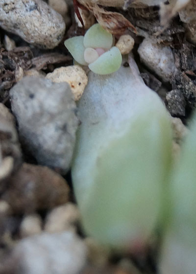 「多肉植物（火祭り・樹氷・紅葉祭り・秋麗・その他）」テキトー栽培記