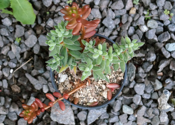 「多肉植物（火祭り・樹氷・紅葉祭り・秋麗・その他）」テキトー栽培記