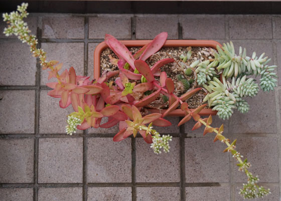 「多肉植物（火祭り・樹氷・紅葉祭り・秋麗・その他）」テキトー栽培記