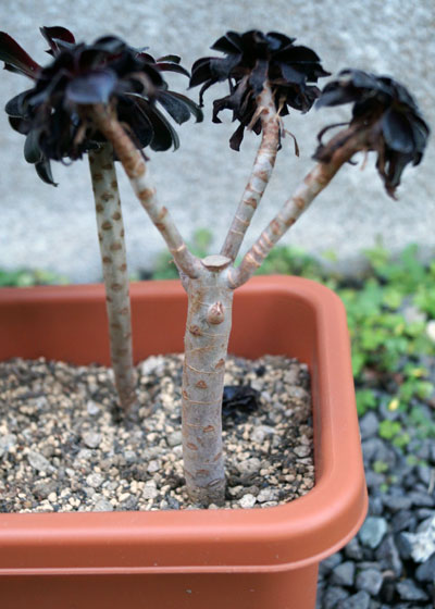 「多肉植物（黒法師・カシミアバイオレット・愛染錦）」テキトー栽培記