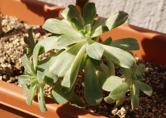 「多肉植物（黒法師・カシミアバイオレット・愛染錦）」テキトー栽培記