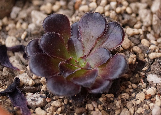 「多肉植物（黒法師・カシミアバイオレット・愛染錦）」テキトー栽培記