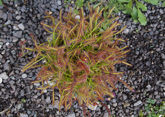 「食虫植物（モウセンゴケ・サラセニア・ムシトリスミレ・ミミカキグサ）」テキトー栽培記