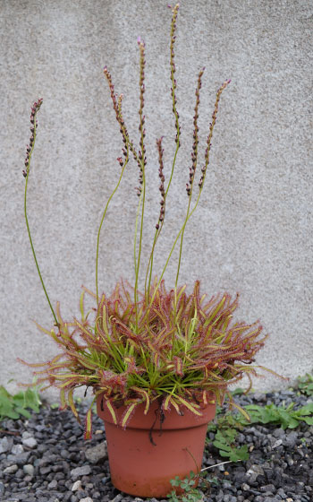 「食虫植物（モウセンゴケ・サラセニア・ムシトリスミレ・ミミカキグサ）」テキトー栽培記