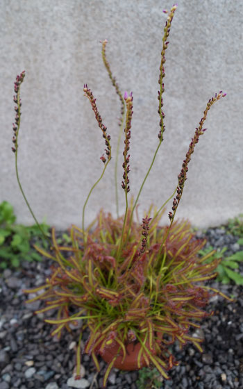 「食虫植物（モウセンゴケ・サラセニア・ムシトリスミレ・ミミカキグサ）」テキトー栽培記