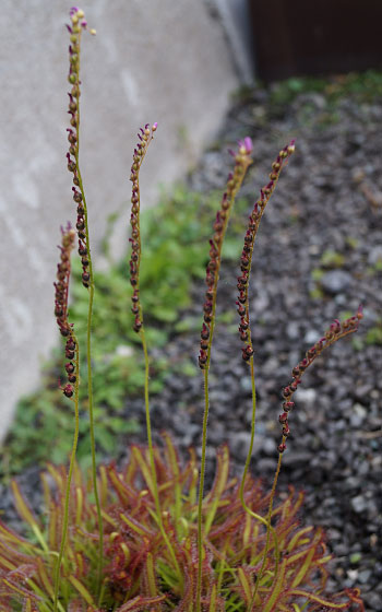 「食虫植物（モウセンゴケ・サラセニア・ムシトリスミレ・ミミカキグサ）」テキトー栽培記