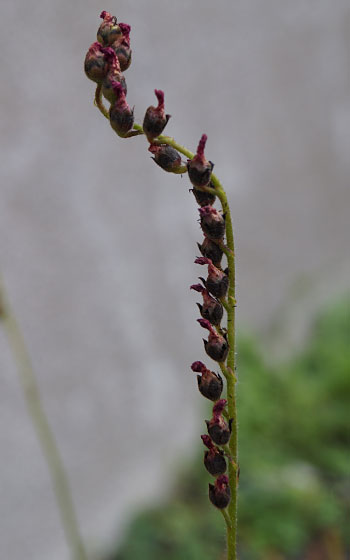 「食虫植物（モウセンゴケ・サラセニア・ムシトリスミレ・ミミカキグサ）」テキトー栽培記