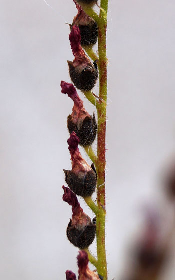 「食虫植物（モウセンゴケ・サラセニア・ムシトリスミレ・ミミカキグサ）」テキトー栽培記