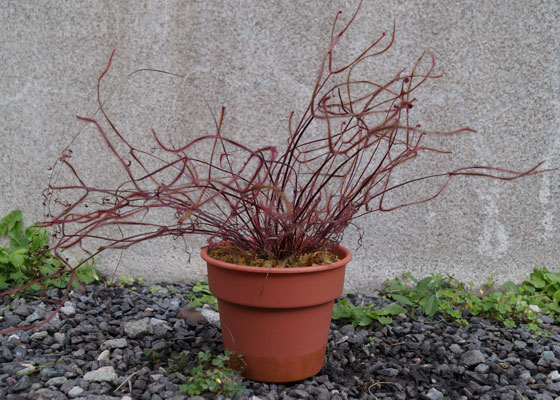 「食虫植物（ハエトリソウ・モウセンゴケ・ウツボカズラ・サラセニア・ムシトリスミレ・ミミカキグサ）」テキトー栽培記