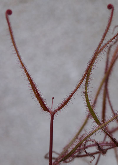 「食虫植物（モウセンゴケ・サラセニア・ムシトリスミレ・ミミカキグサ）」テキトー栽培記