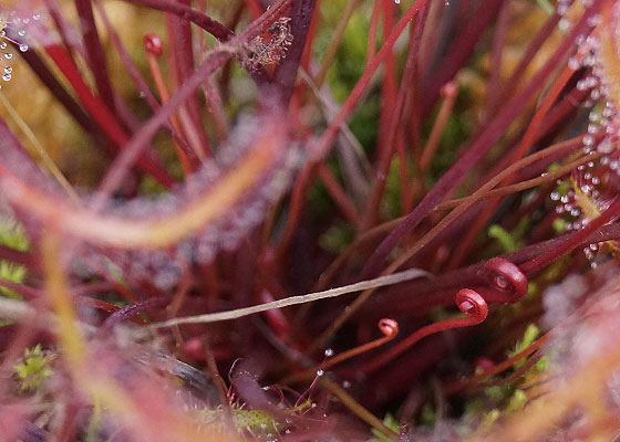 「食虫植物（モウセンゴケ・サラセニア・ムシトリスミレ・ミミカキグサ）」テキトー栽培記