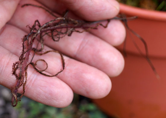 「食虫植物（モウセンゴケ・サラセニア・ムシトリスミレ・ミミカキグサ）」テキトー栽培記