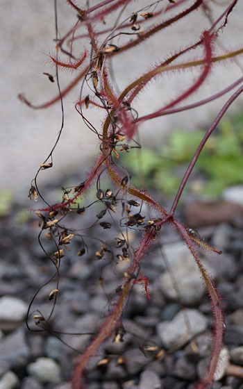 「食虫植物（モウセンゴケ・サラセニア・ムシトリスミレ・ミミカキグサ）」テキトー栽培記