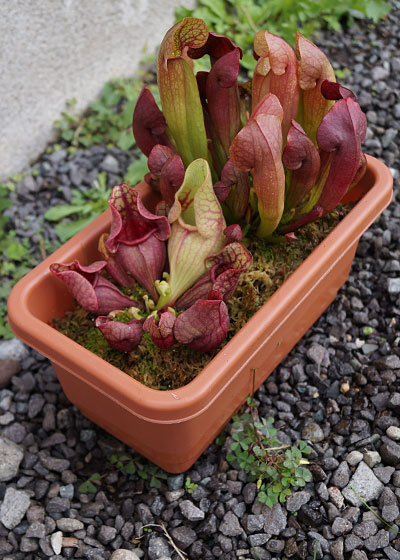 「食虫植物（モウセンゴケ・サラセニア・ムシトリスミレ・ミミカキグサ）」テキトー栽培記