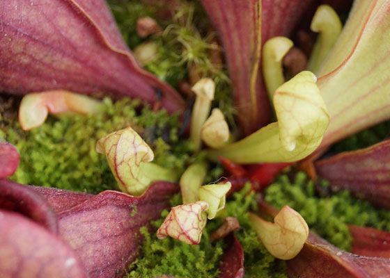 「食虫植物（モウセンゴケ・サラセニア・ムシトリスミレ・ミミカキグサ）」テキトー栽培記