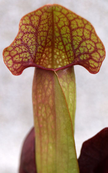 「食虫植物（モウセンゴケ・サラセニア・ムシトリスミレ・ミミカキグサ）」テキトー栽培記