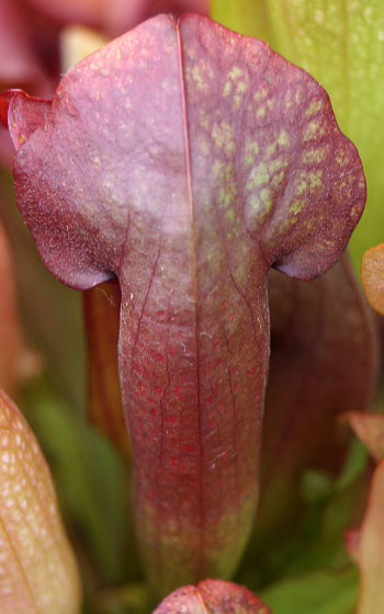 「食虫植物（モウセンゴケ・サラセニア・ムシトリスミレ・ミミカキグサ）」テキトー栽培記