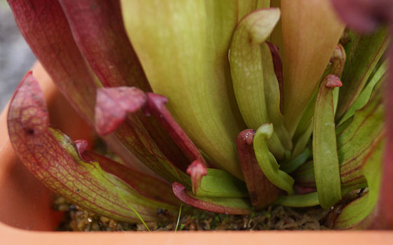 「食虫植物（モウセンゴケ・サラセニア・ムシトリスミレ・ミミカキグサ）」テキトー栽培記