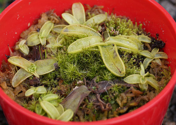 「食虫植物（モウセンゴケ・サラセニア・ムシトリスミレ・ミミカキグサ）」テキトー栽培記