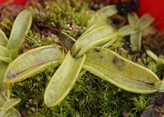 「食虫植物（モウセンゴケ・サラセニア・ムシトリスミレ・ミミカキグサ）」テキトー栽培記